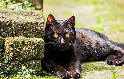 《星际争霸：重制版》《星际争霸2：战役合集》11月登陆Game Pass